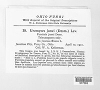 Uromyces junci image